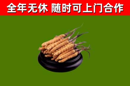 合川烟酒回收冬虫夏草.jpg