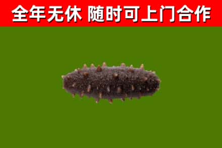 合川烟酒回收干海参.jpg